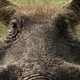Illustration for article titled Meet the new face of horror: emThe Lion King/ems Pumbaa